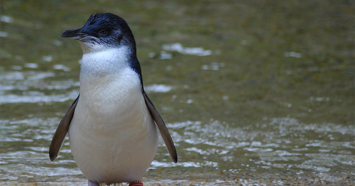 The fascinating Little Penguin, scientifically known as Eudyptula Minor.