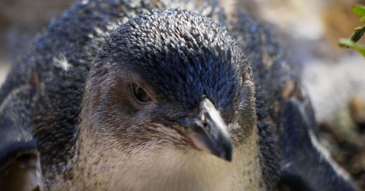 Picture of Little Penguin, known in Indonesia as Penguin Kecil.