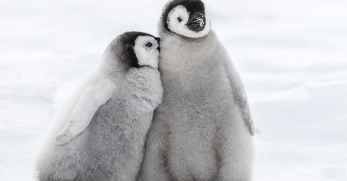 Enchanting Little Penguin, a species scientifically known as Eudyptula Minor.