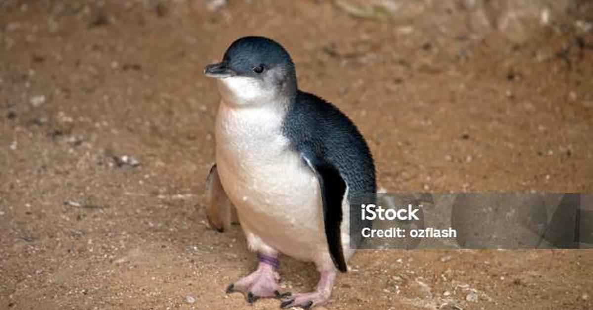 Stunning depiction of Little Penguin, also referred to as Eudyptula Minor.