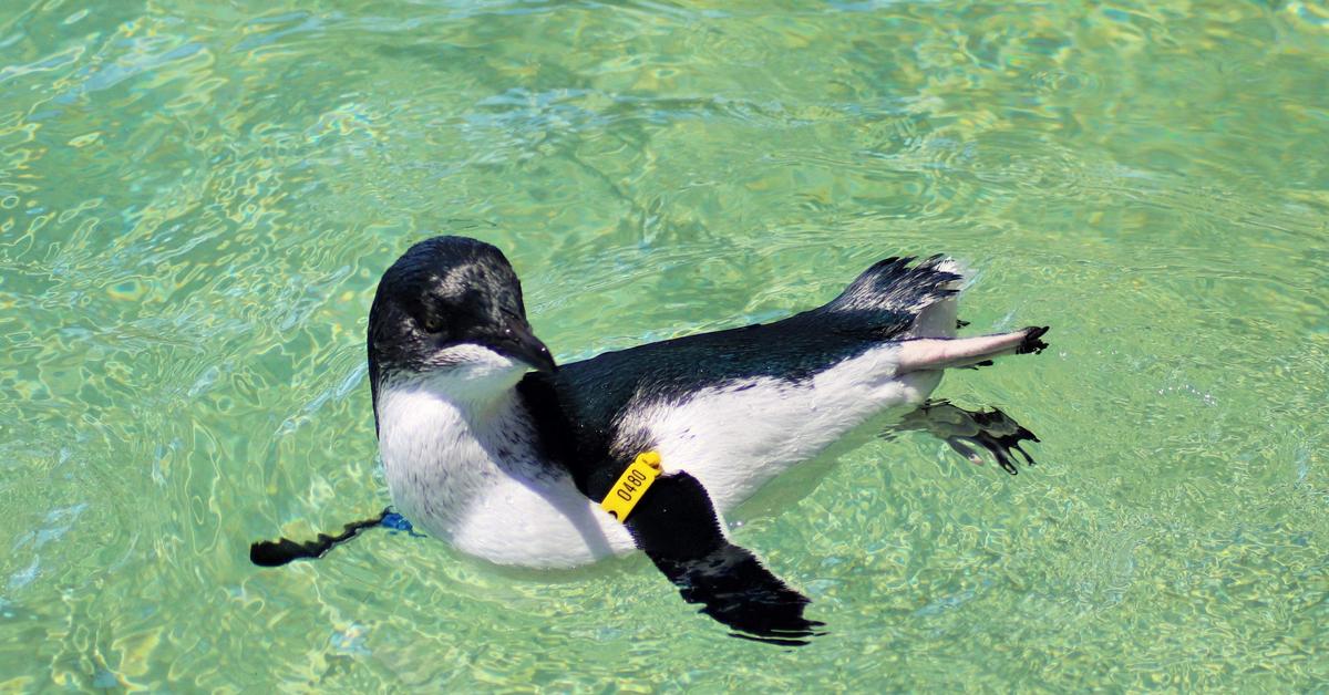 Snapshot of the intriguing Little Penguin, scientifically named Eudyptula Minor.