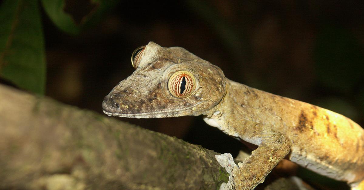 Insightful look at the Leaf-Tailed Gecko, known to Indonesians as Kadal Ekor Daun.