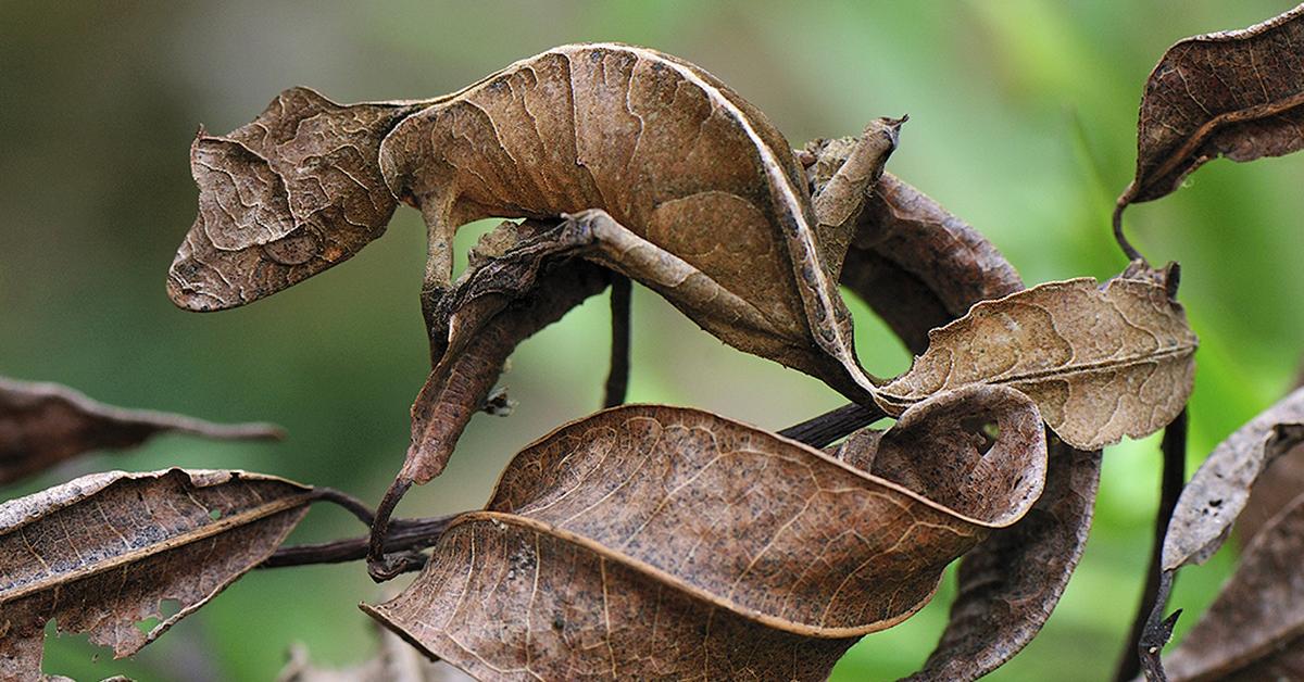 Image showcasing the Leaf-Tailed Gecko, known in Indonesia as Kadal Ekor Daun.