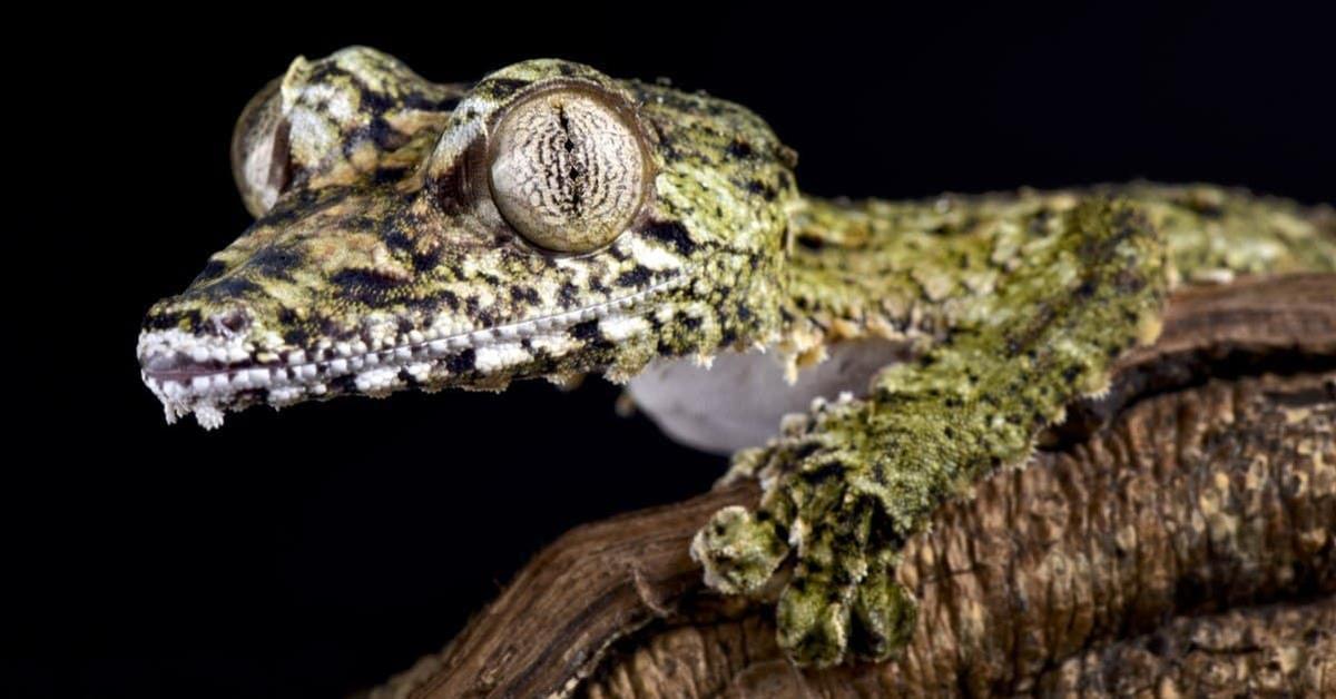 Insightful look at the Leaf-Tailed Gecko, known to Indonesians as Kadal Ekor Daun.