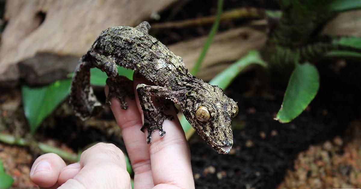 Charming view of the Leaf-Tailed Gecko, in Indonesia referred to as Kadal Ekor Daun.