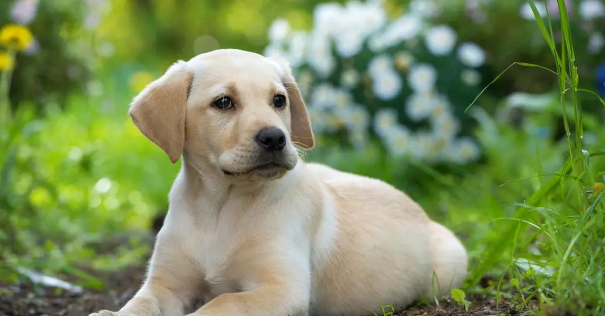 Stunning image of the Labrador Retriever (Canis lupus), a wonder in the animal kingdom.