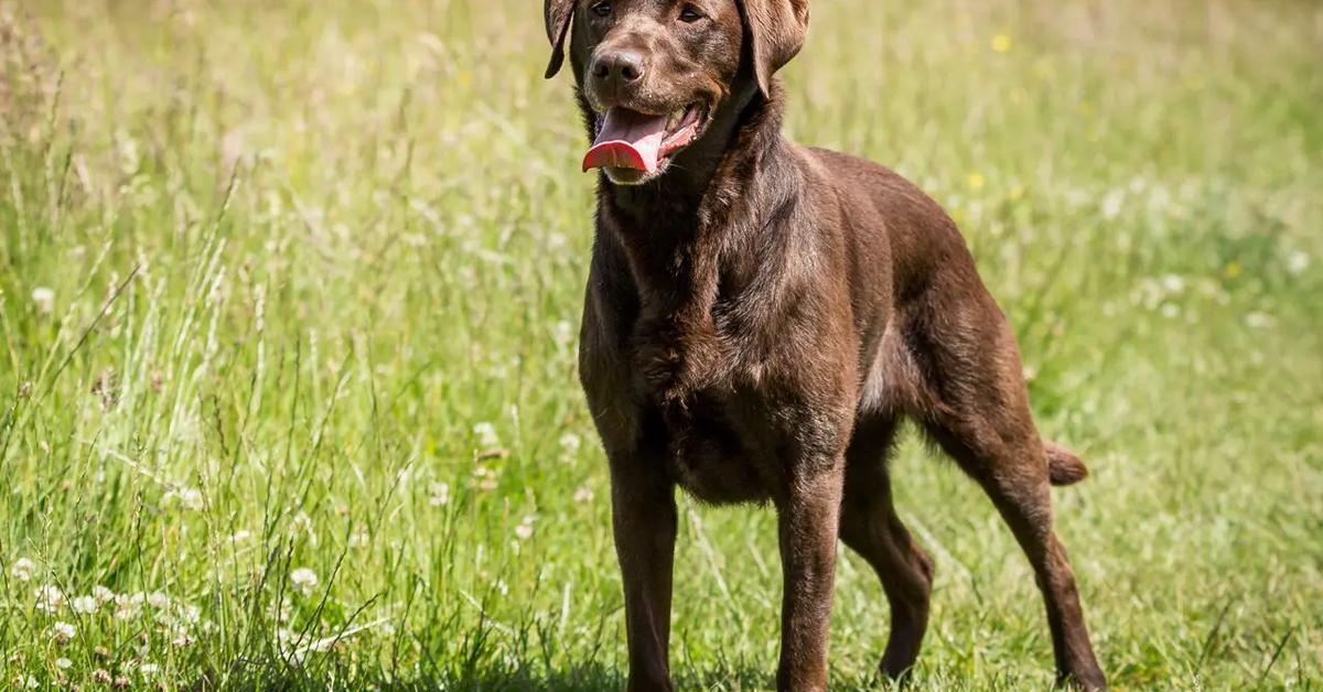 Visual representation of the Labrador Retriever, recognized in Indonesia as Retriever Labrador.