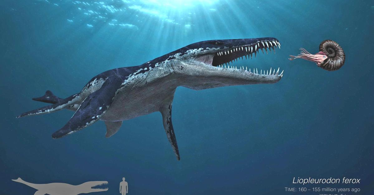 Detailed shot of the Liopleurodon, or Liopleurodon, in its natural setting.