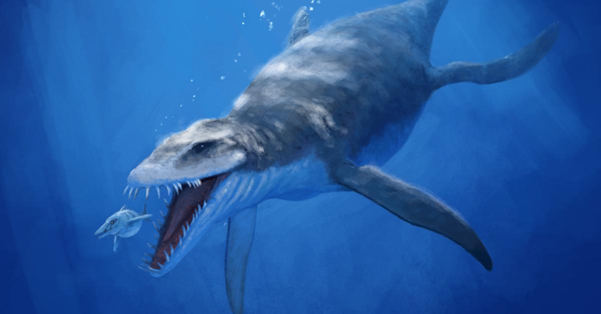 Picture of Liopleurodon, known in Indonesia as Liopleurodon.