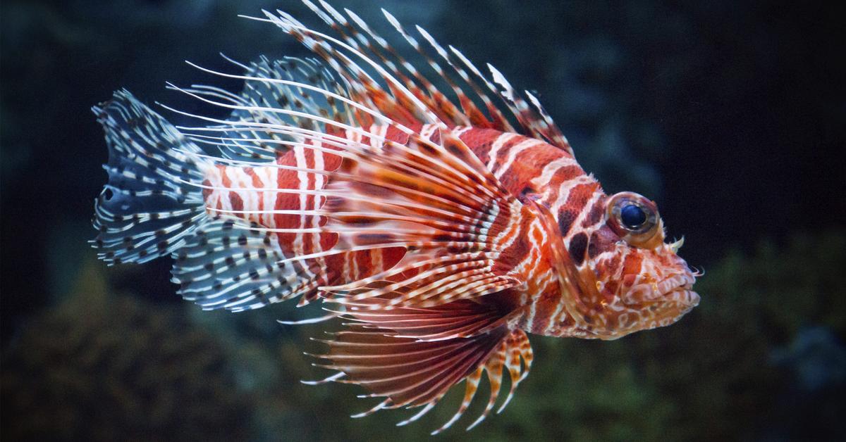 Charming view of the Lionfish, in Indonesia referred to as Ikan Singa.