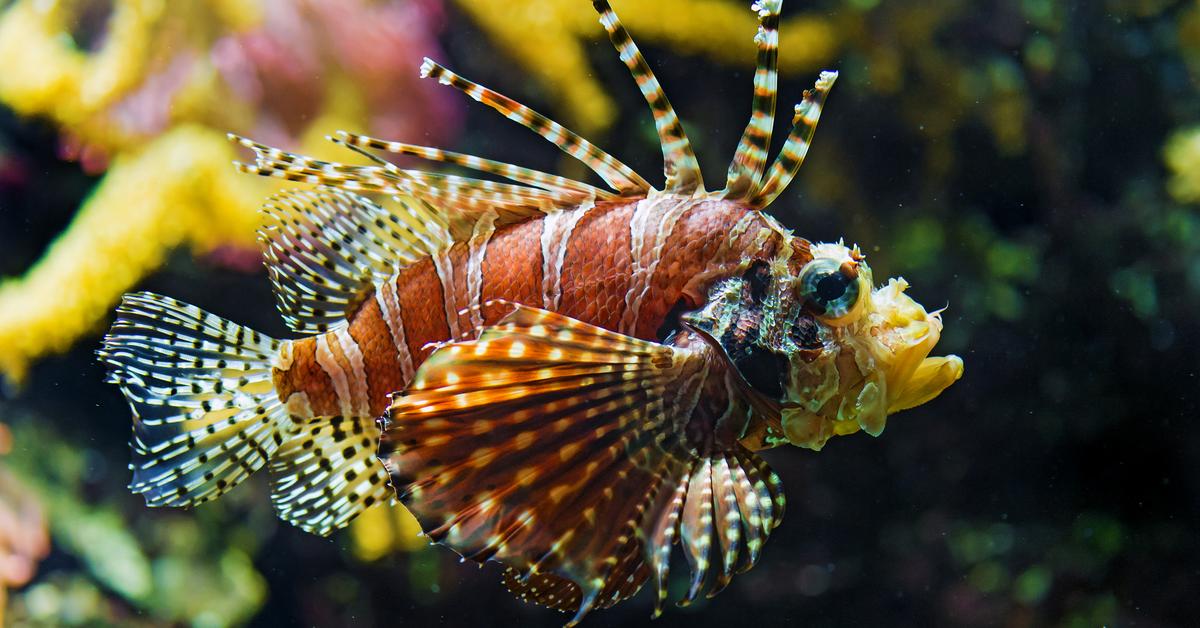 Captivating presence of the Lionfish, a species called Pterois volitans.