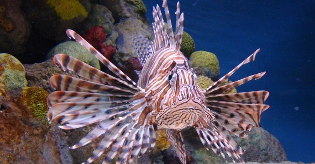 Captivating presence of the Lionfish, a species called Pterois volitans.