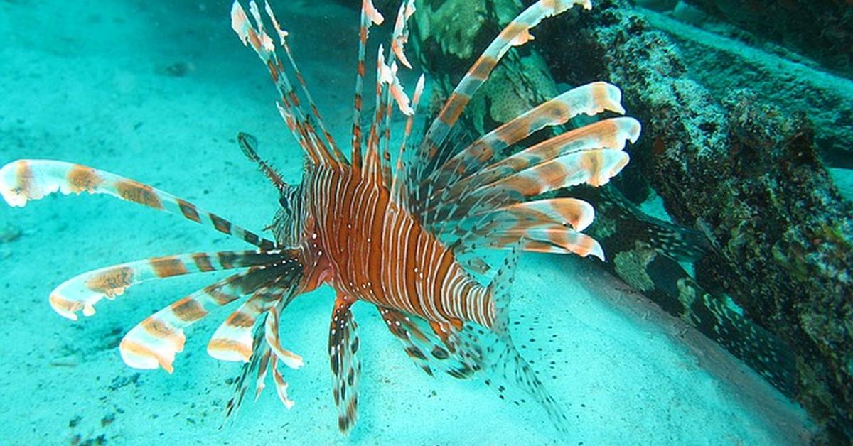 A beautiful representation of the Lionfish, scientifically Pterois volitans.