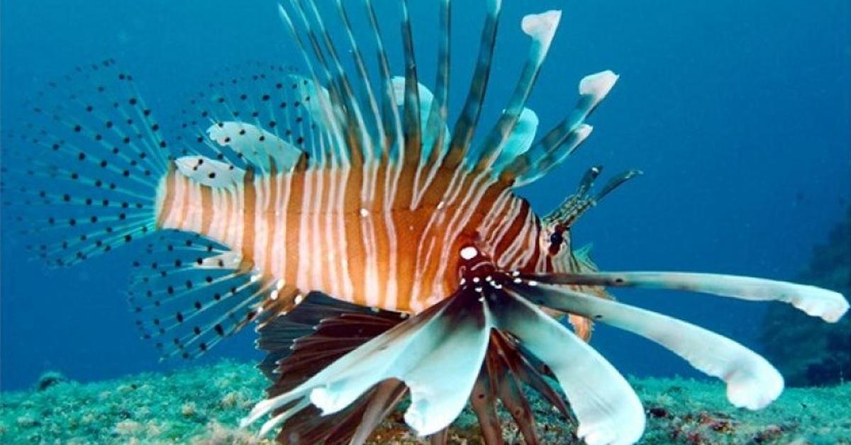 Dynamic image of the Lionfish, popularly known in Indonesia as Ikan Singa.