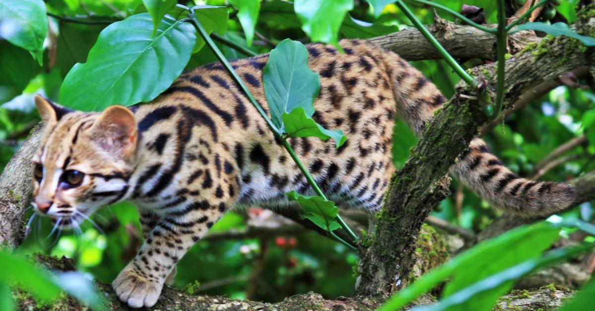 Stunning depiction of Leopard Cat, also referred to as Prionailurus bengalensis.