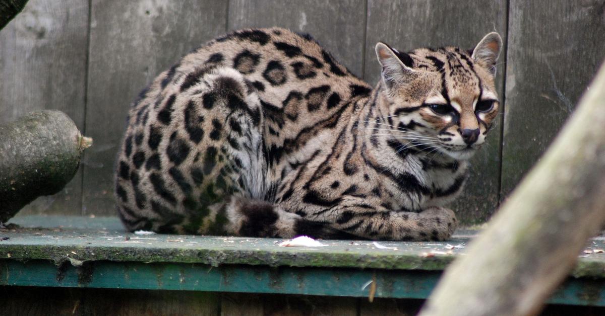 Captivating shot of the Leopard Cat, or Kucing Macan Tutul in Bahasa Indonesia.