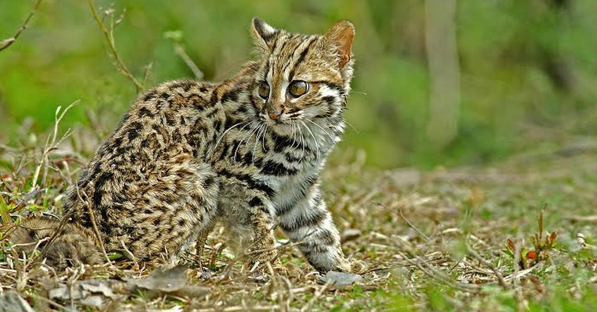 The Leopard Cat, a beautiful species also known as Kucing Macan Tutul in Bahasa Indonesia.