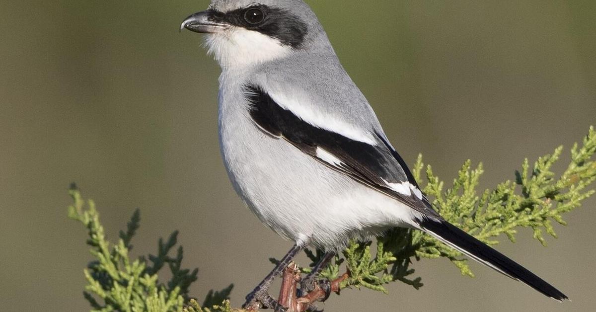 Photogenic Loggerhead Shrike, scientifically referred to as Lanius ludovicianus.