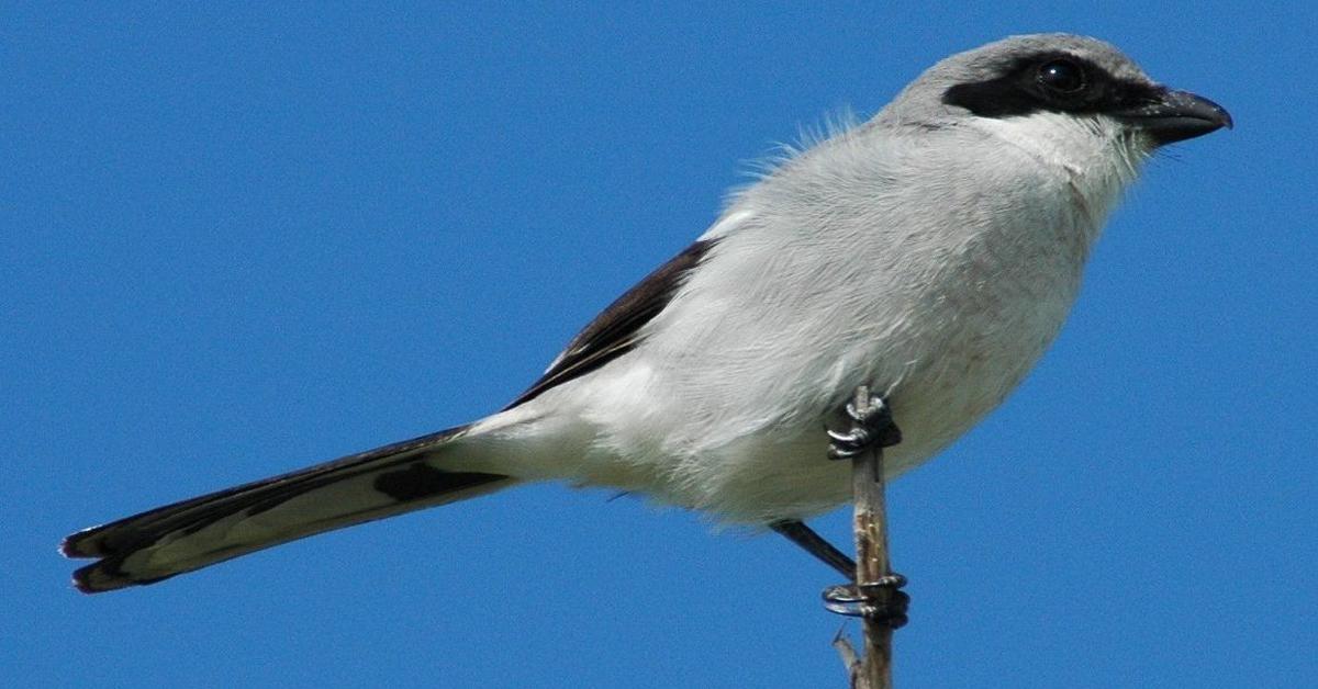 Charming view of the Loggerhead Shrike, in Indonesia referred to as Burung Sikatan.