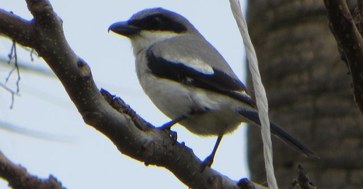 Exquisite image of Loggerhead Shrike, in Indonesia known as Burung Sikatan.