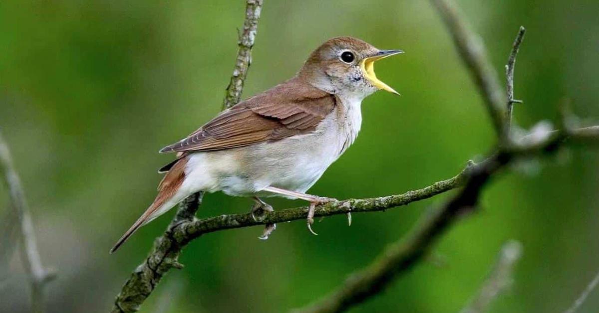 Image of the Loggerhead Shrike (Lanius ludovicianus), popular in Indonesia as Burung Sikatan.