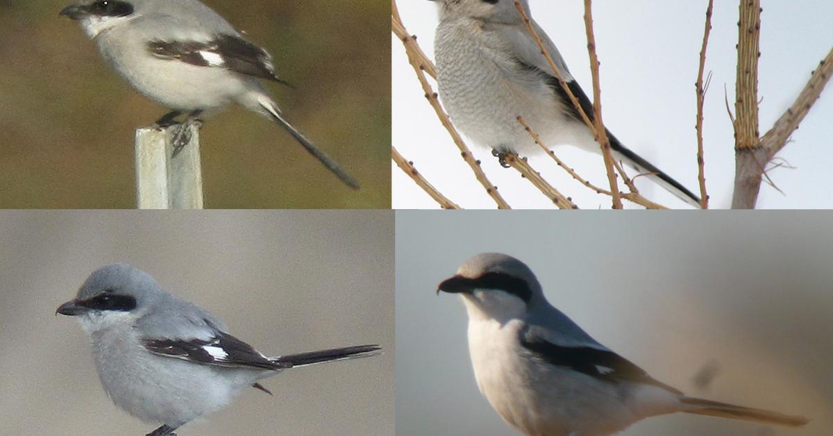 Splendid image of the Loggerhead Shrike, with the scientific name Lanius ludovicianus.