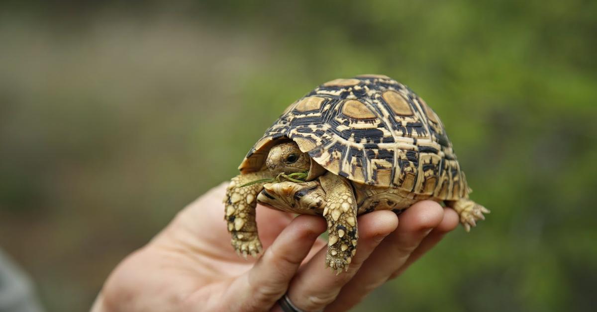 The elegant Leopard Tortoise (Stigmochelys pardalis), a marvel of nature.