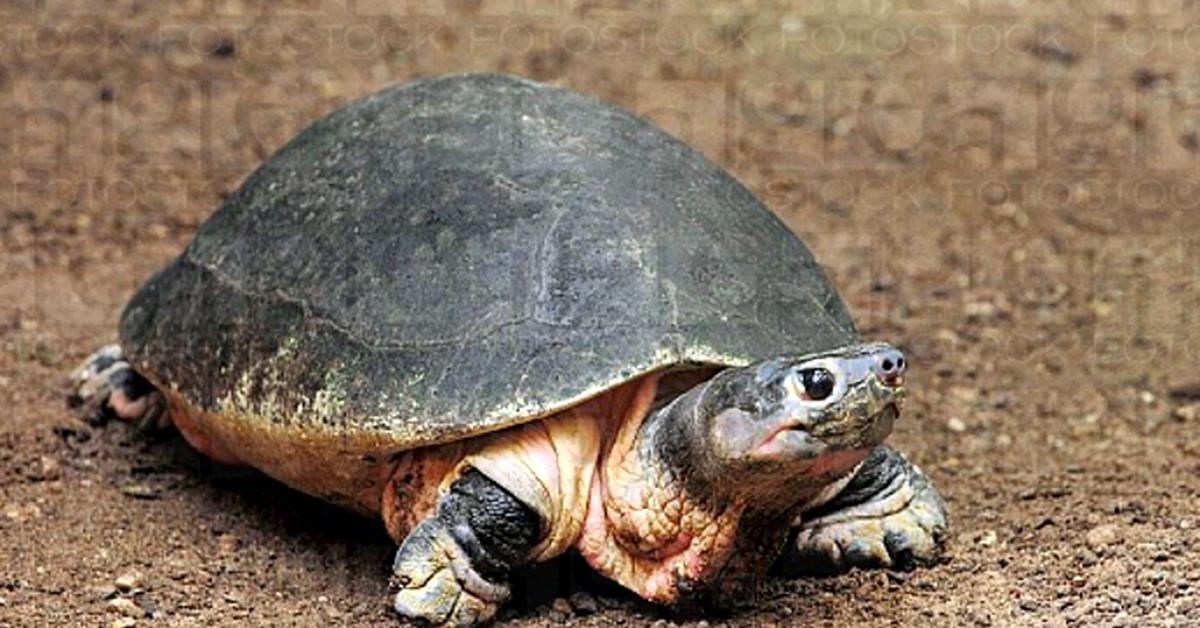 Image showcasing the Leopard Tortoise, known in Indonesia as Kura-kura Macan Tutul.