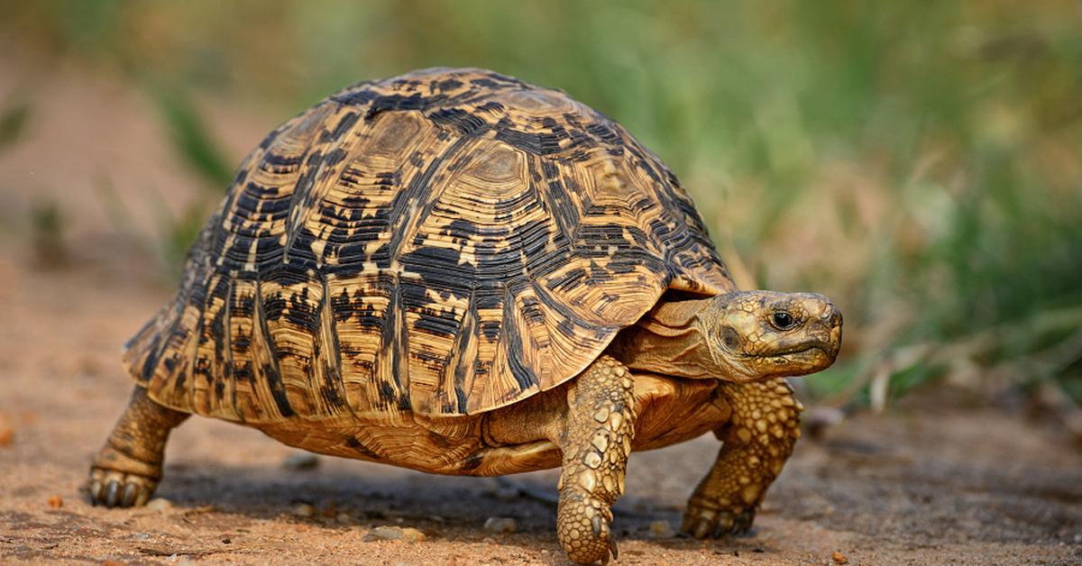 Distinctive Leopard Tortoise, in Indonesia known as Kura-kura Macan Tutul, captured in this image.