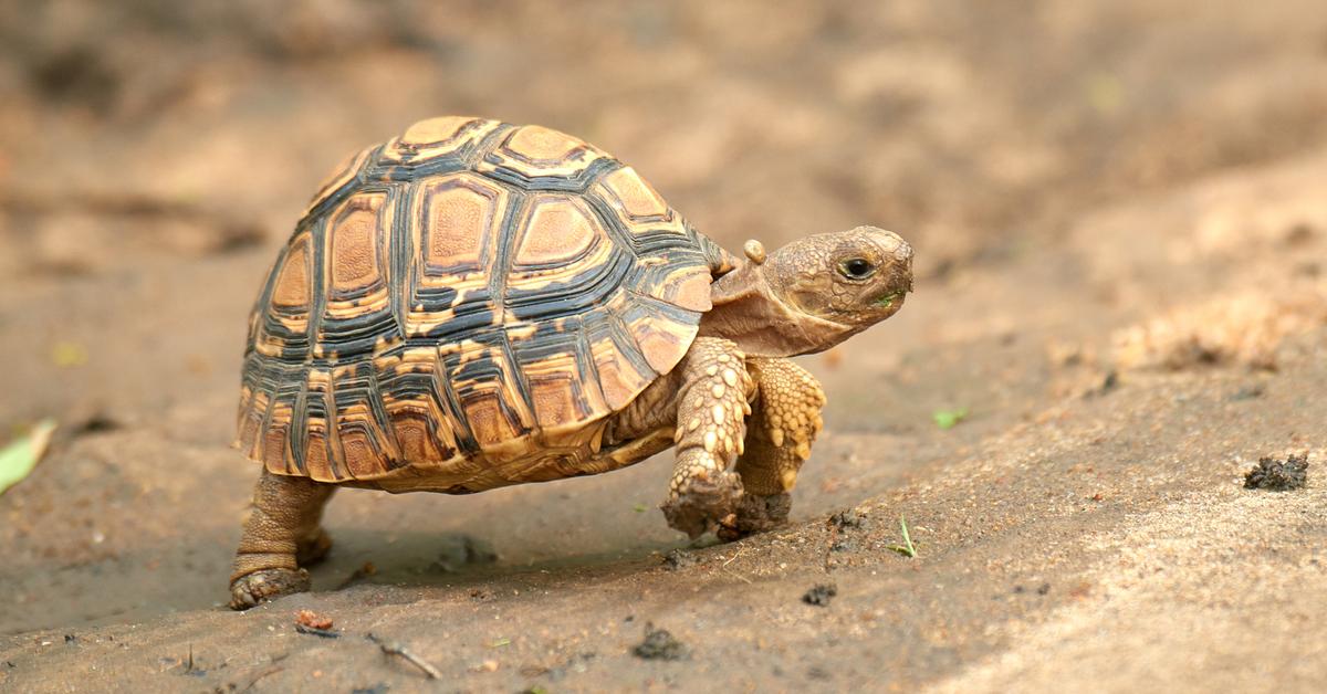 Glimpse of the Leopard Tortoise, known in the scientific community as Stigmochelys pardalis.