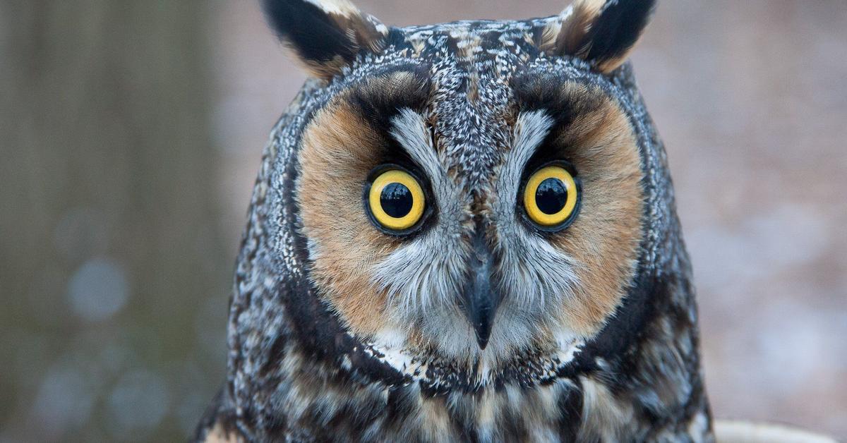 The Long-Eared Owl, a species known as Casuarius, in its natural splendor.