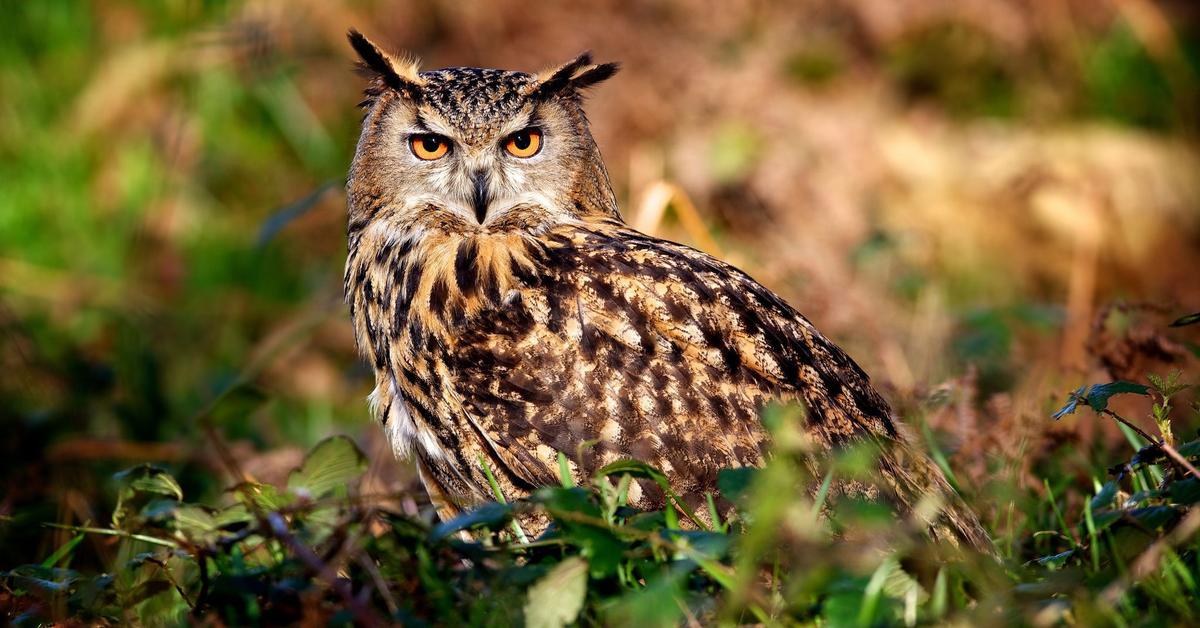 The alluring Long-Eared Owl, commonly referred to as Burung Hantu Berjanggut Panjang in Bahasa Indonesia.