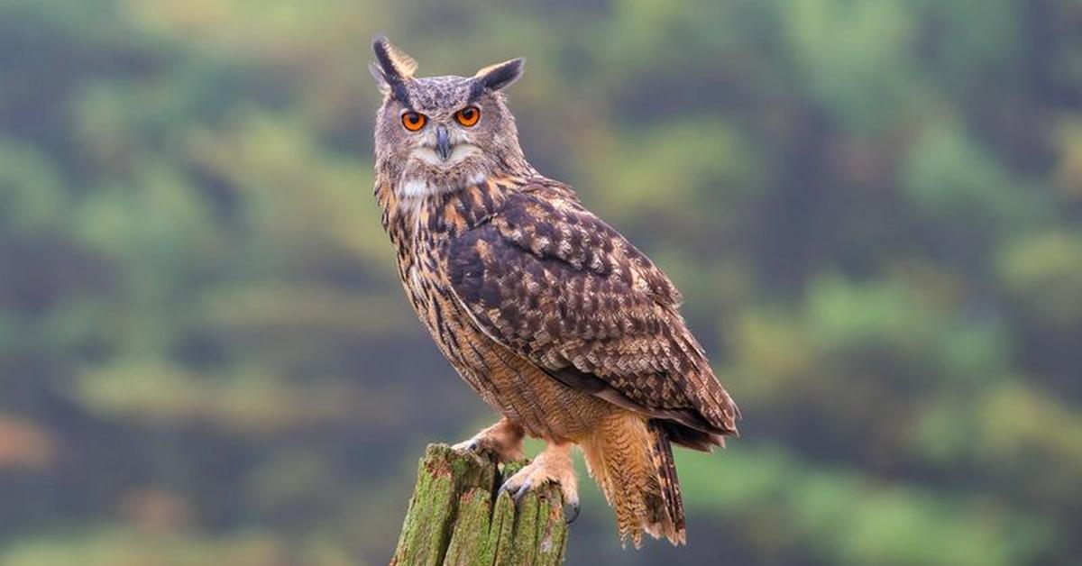 Engaging shot of the Long-Eared Owl, recognized in Indonesia as Burung Hantu Berjanggut Panjang.