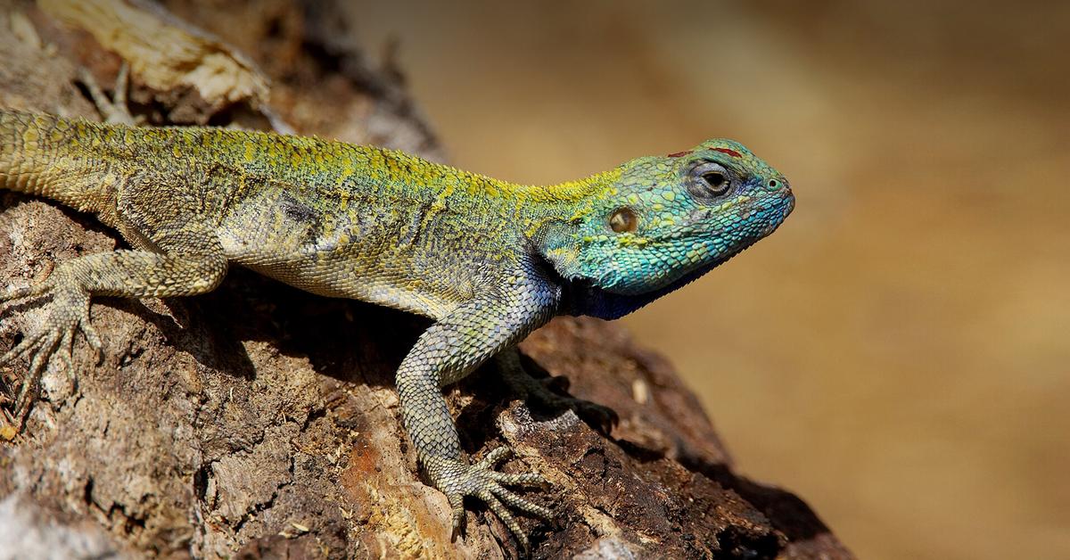 Captured elegance of the Lizard, known in Indonesia as Kadal.