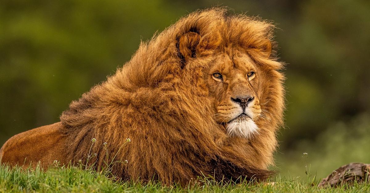 Photogenic Liger, scientifically referred to as Panthera leo × Panthera tigris.