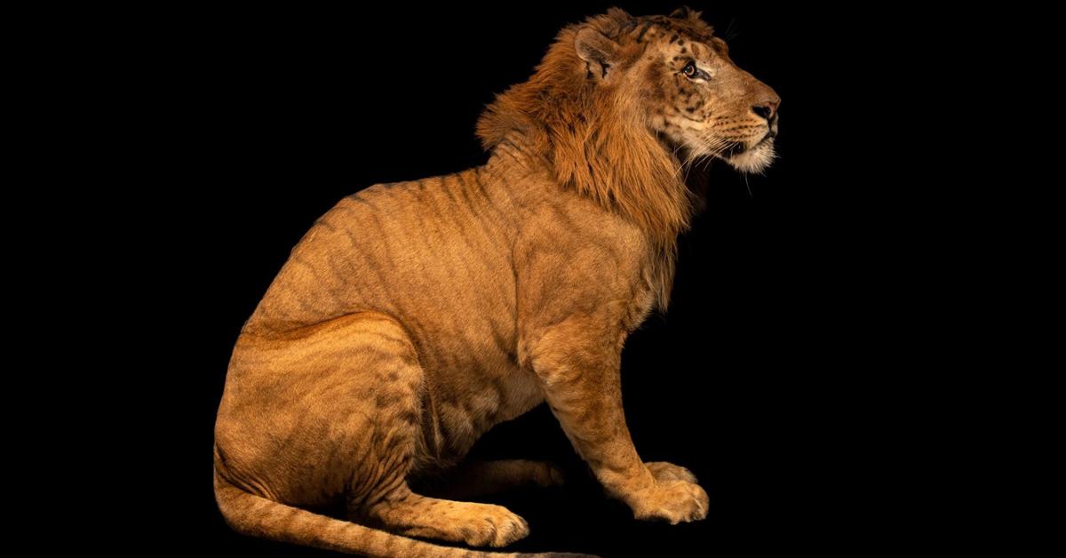 Enchanting Liger, a species scientifically known as Panthera leo × Panthera tigris.