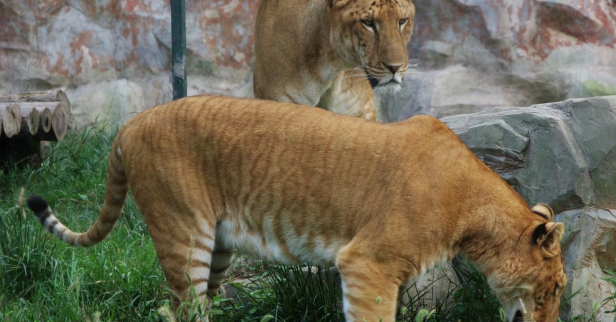 A look at the Liger, also recognized as Liger in Indonesian culture.