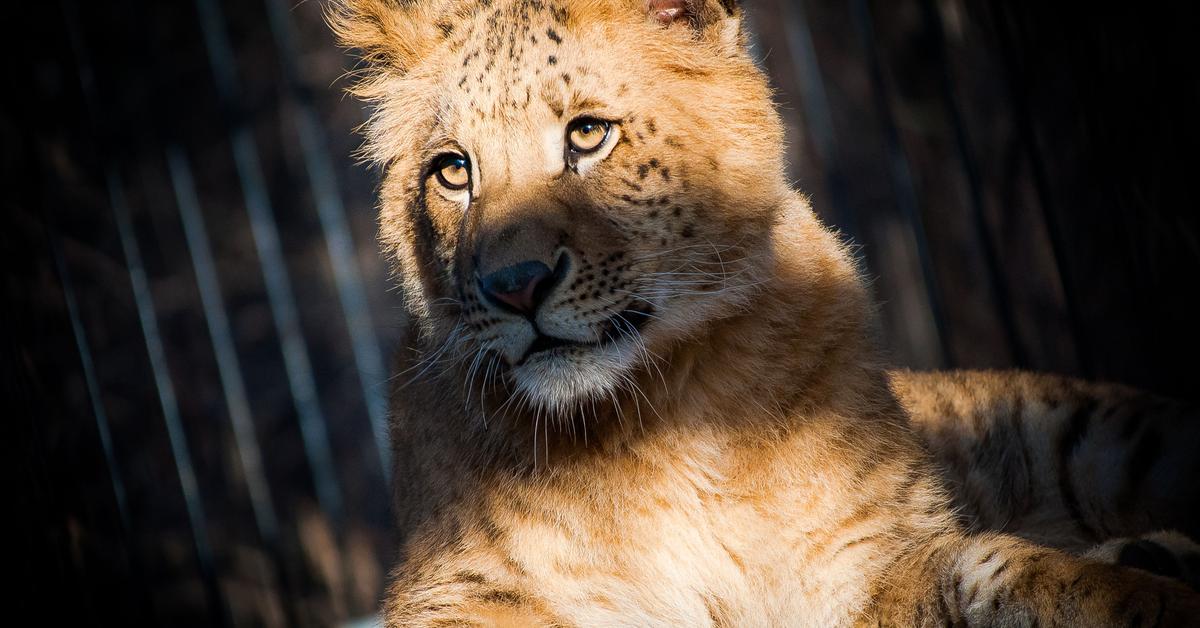 Captivating shot of the Liger, or Liger in Bahasa Indonesia.