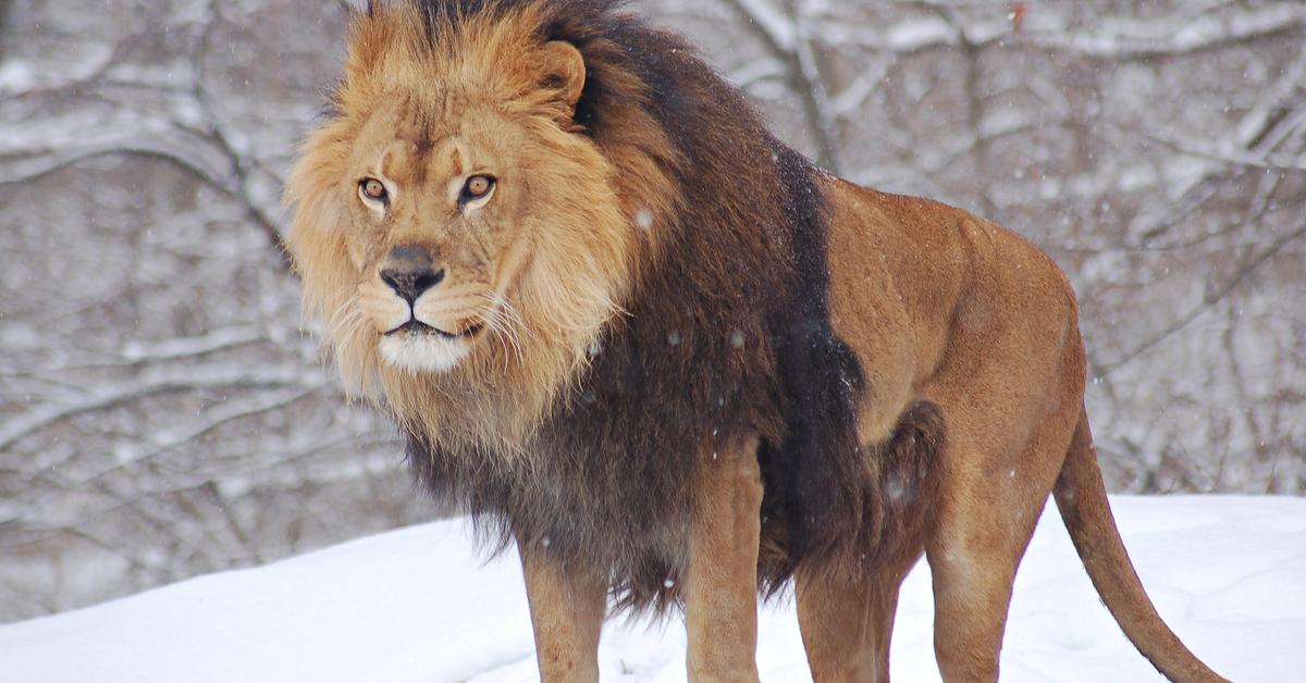 Photogenic Liger, scientifically referred to as Panthera leo × Panthera tigris.