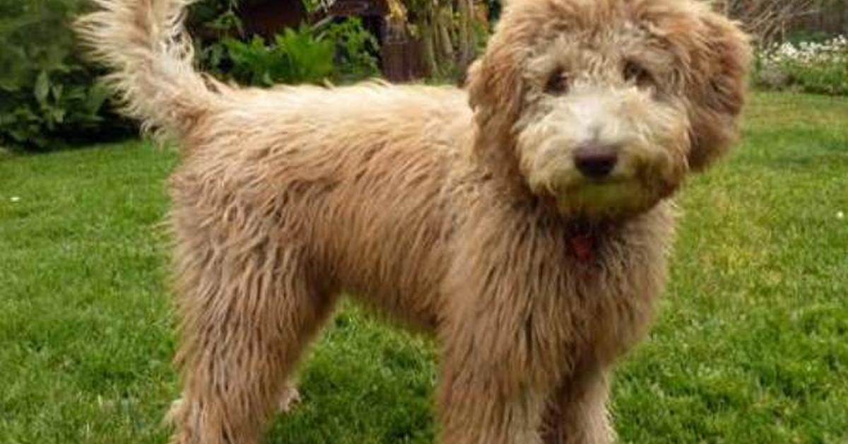 Close-up view of the Labradoodle, known as Anjing Labradoodle in Indonesian.