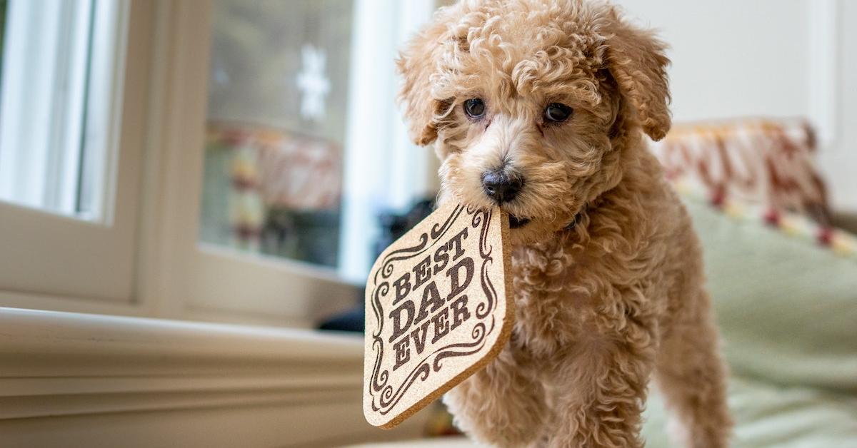 Image showcasing the Labradoodle, known in Indonesia as Anjing Labradoodle.