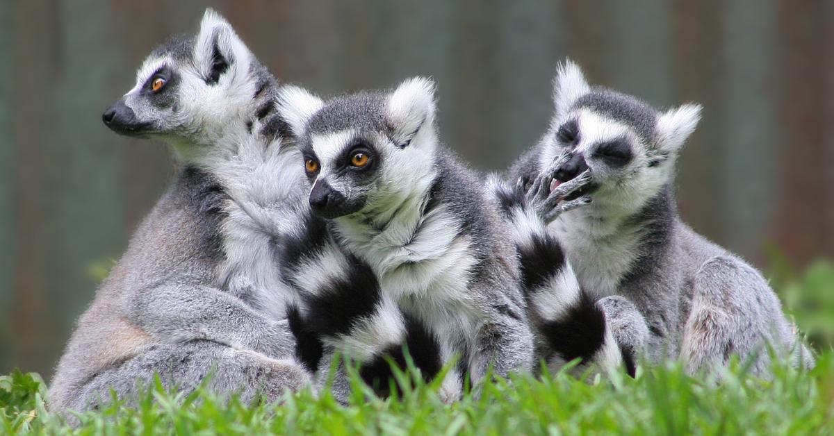 Captivating presence of the Lemur, a species called Lemur Catta.