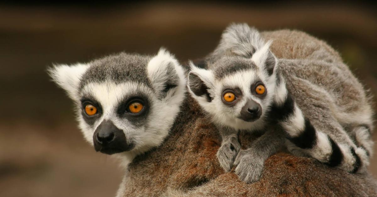 The fascinating Lemur, scientifically known as Lemur Catta.