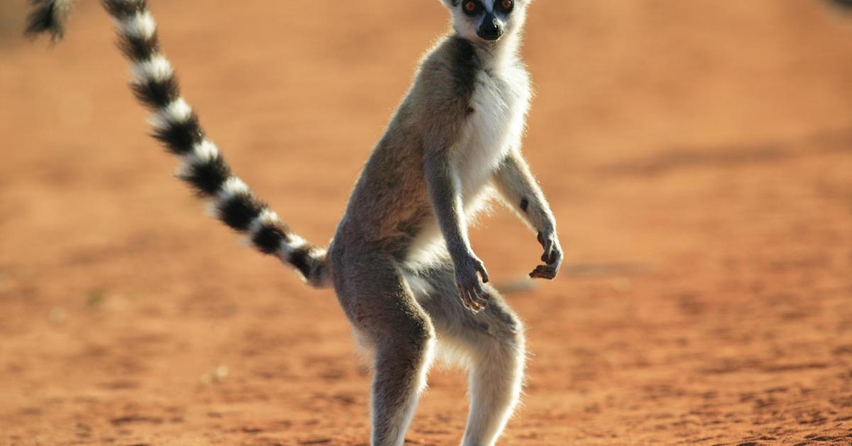 Visual representation of the Lemur, recognized in Indonesia as Lemur.