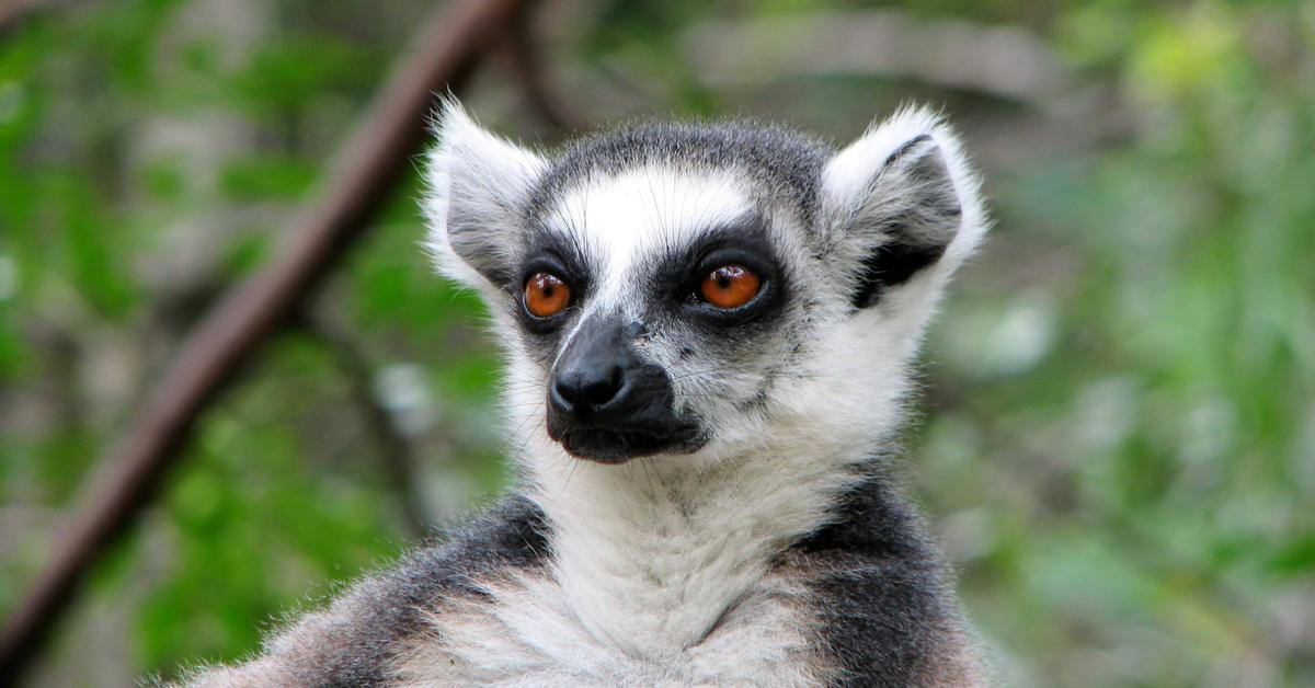 Charming view of the Lemur, in Indonesia referred to as Lemur.