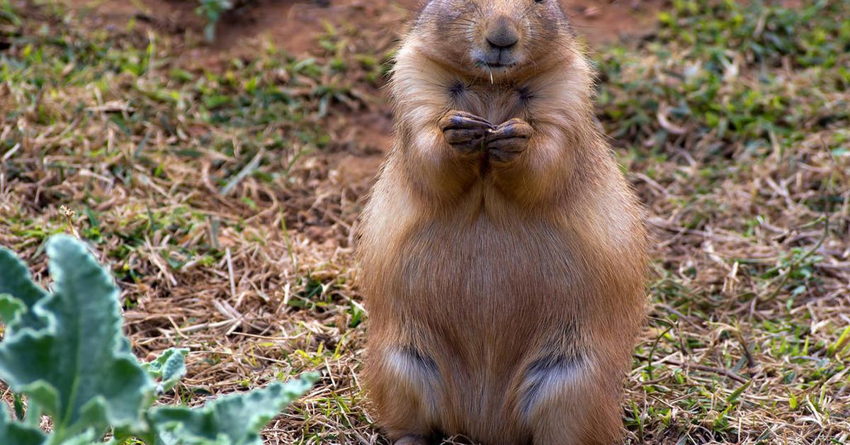 The Lemming, an example of Lemmus Lemmus, in its natural environment.