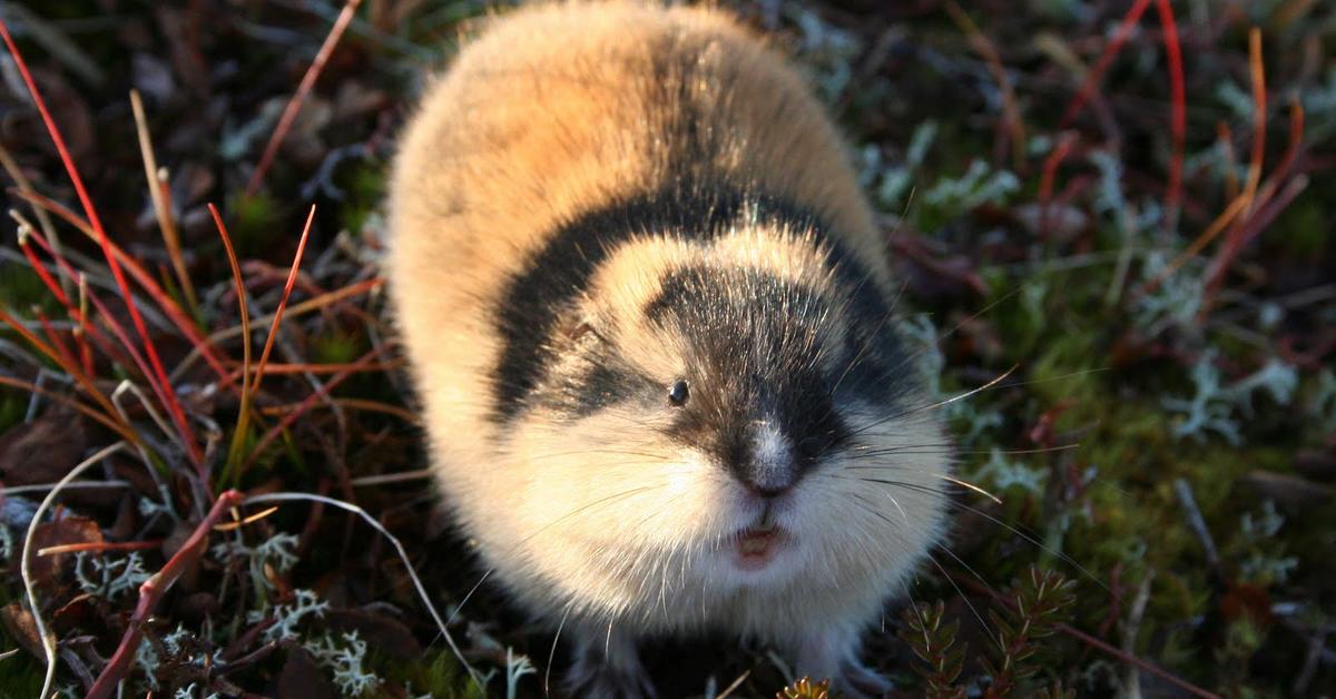 Image of the Lemming (Lemmus Lemmus), popular in Indonesia as Leming.