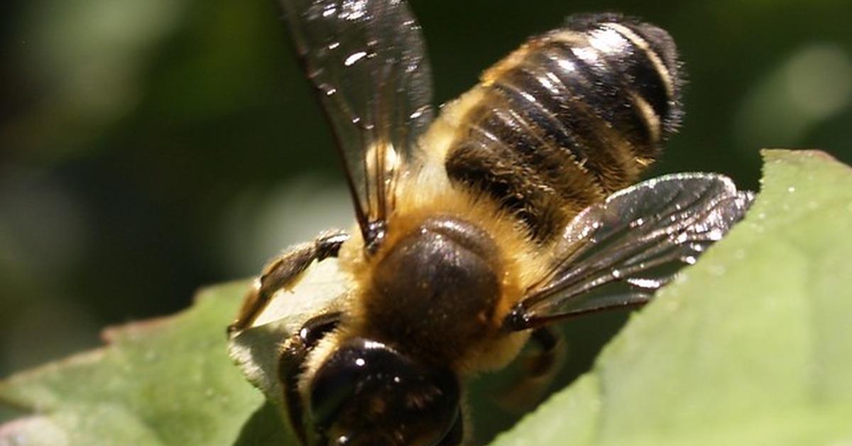 The majestic Leafcutter Bee, also called Lebah Pemotong Daun in Indonesia, in its glory.