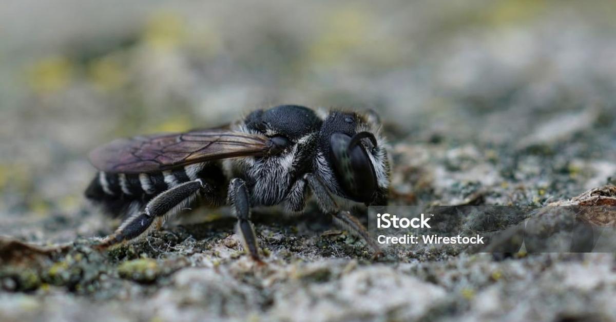 The majestic Leafcutter Bee, also called Lebah Pemotong Daun in Indonesia, in its glory.