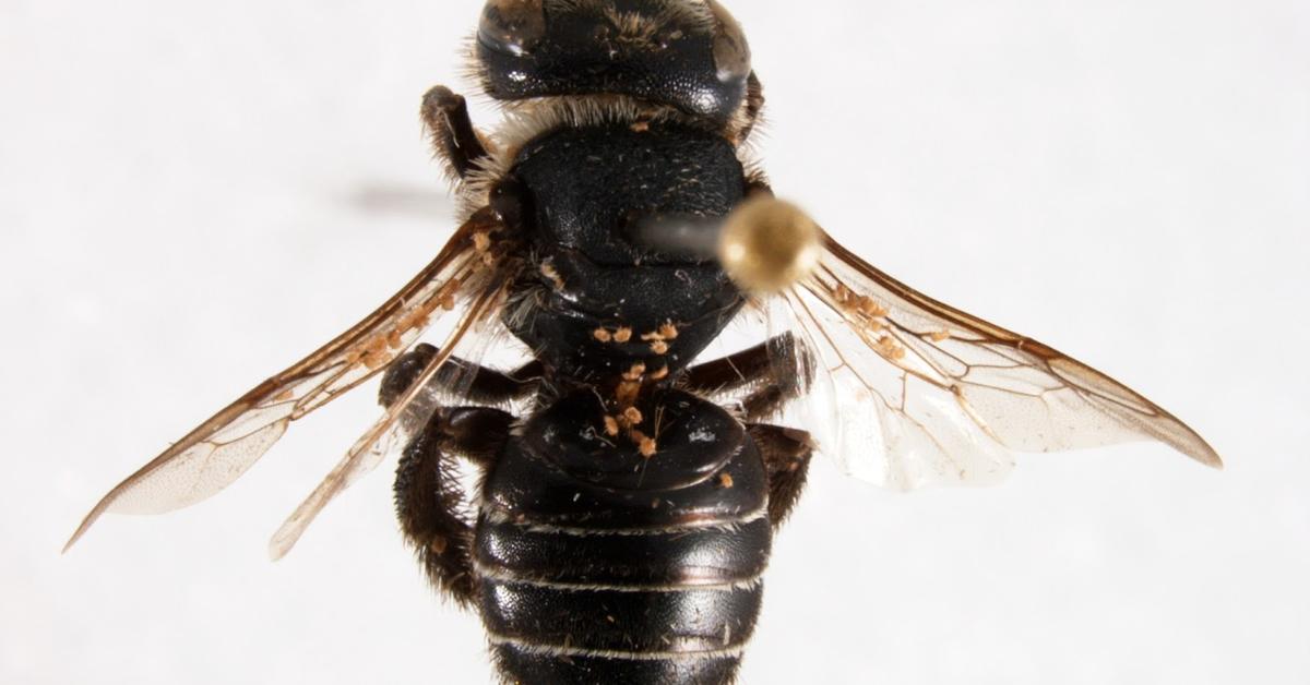 Close-up view of the Leafcutter Bee, known as Lebah Pemotong Daun in Indonesian.